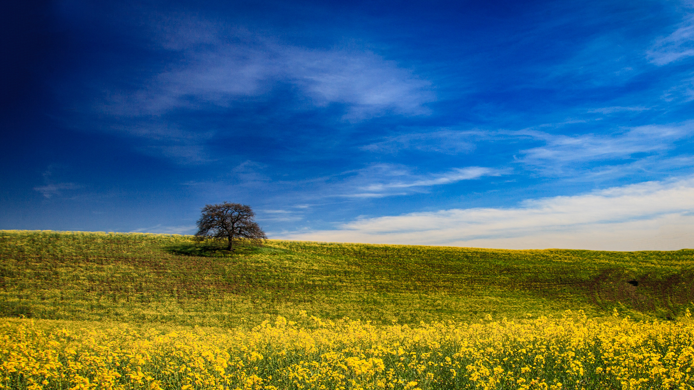Albero della Marcigliana (Roma)