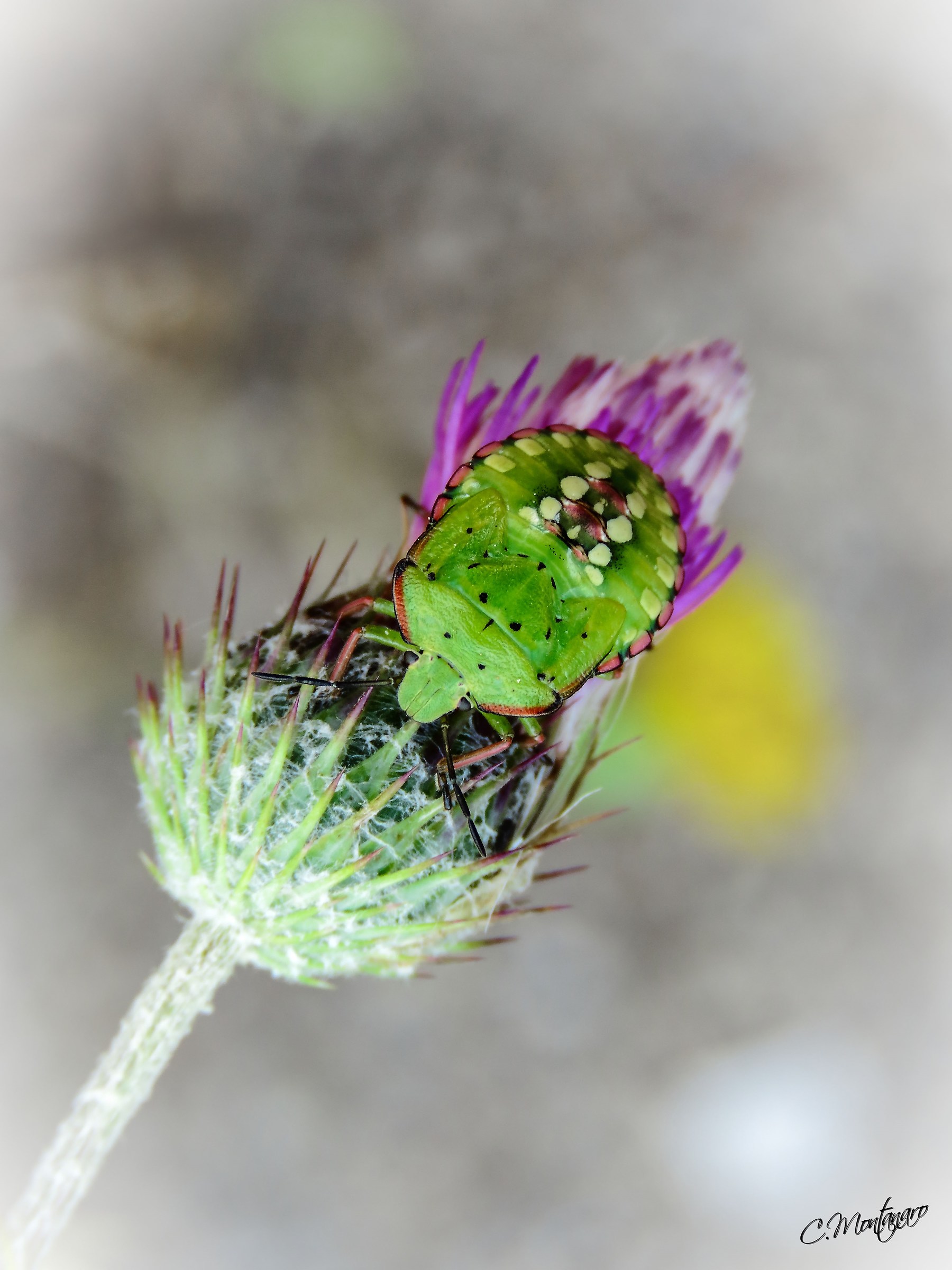 Nezara viridula (Linnaeus 1758)