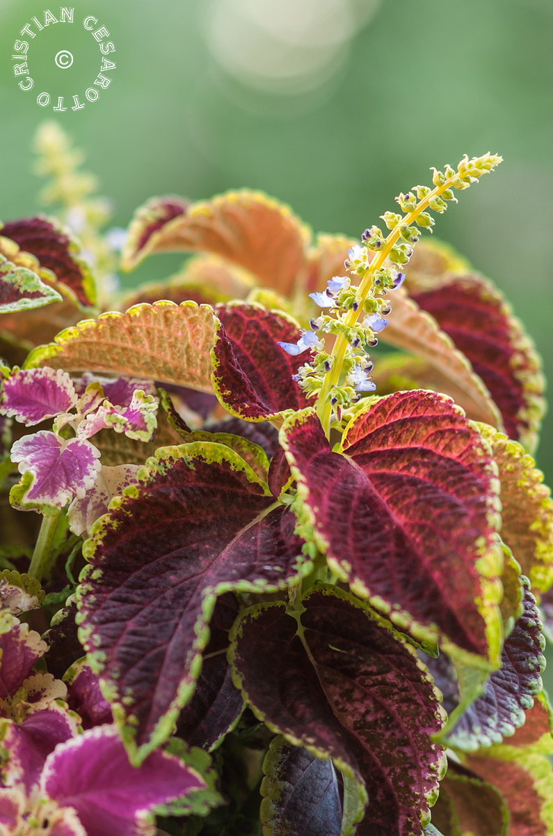 Flower # 3 - Coleus blumei