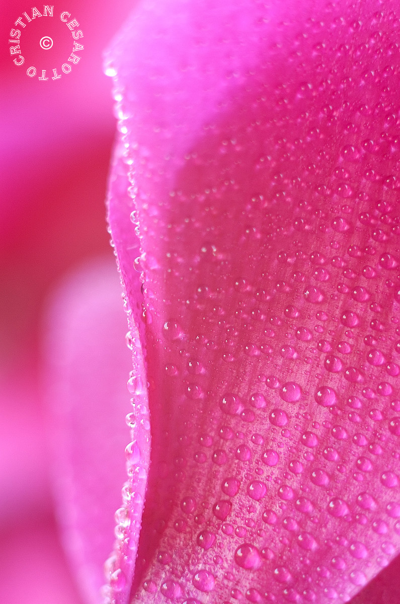 Flower # 5 - Cyclamens, drops of water on petal