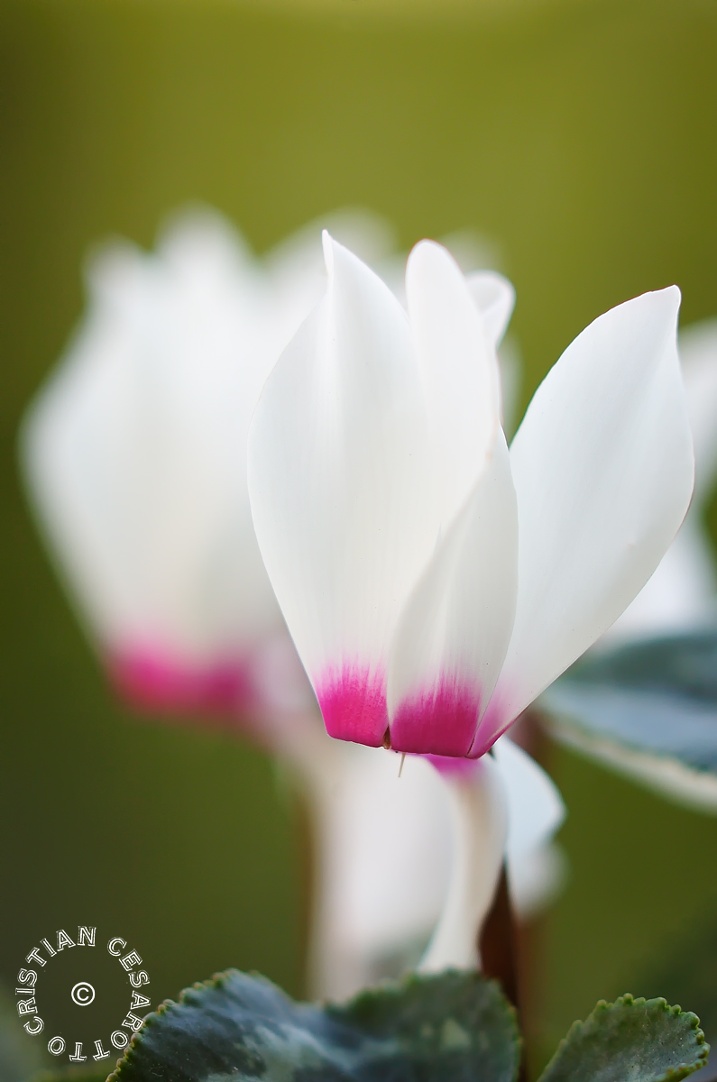 Flower # 7 - White Cyclamens