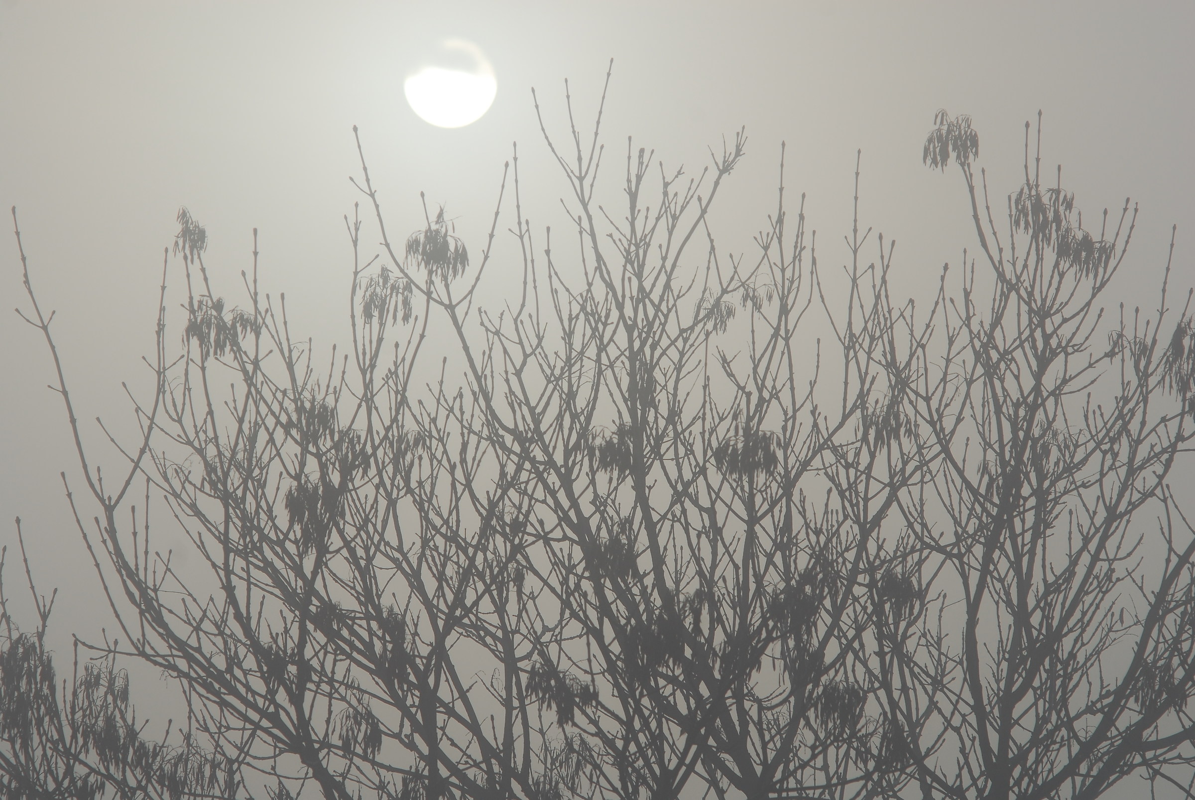 nebbia e sole