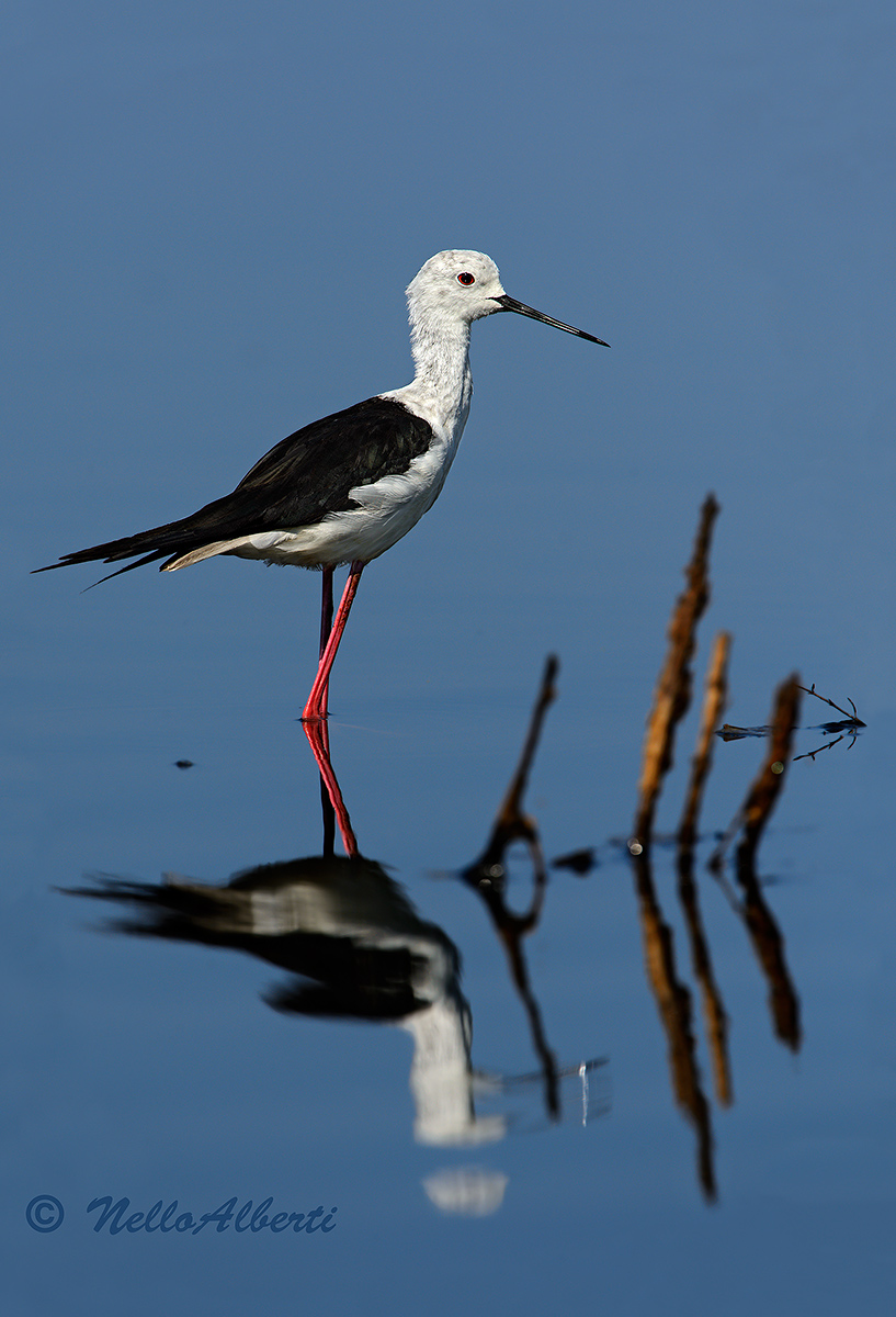 Knight of the Italian classic