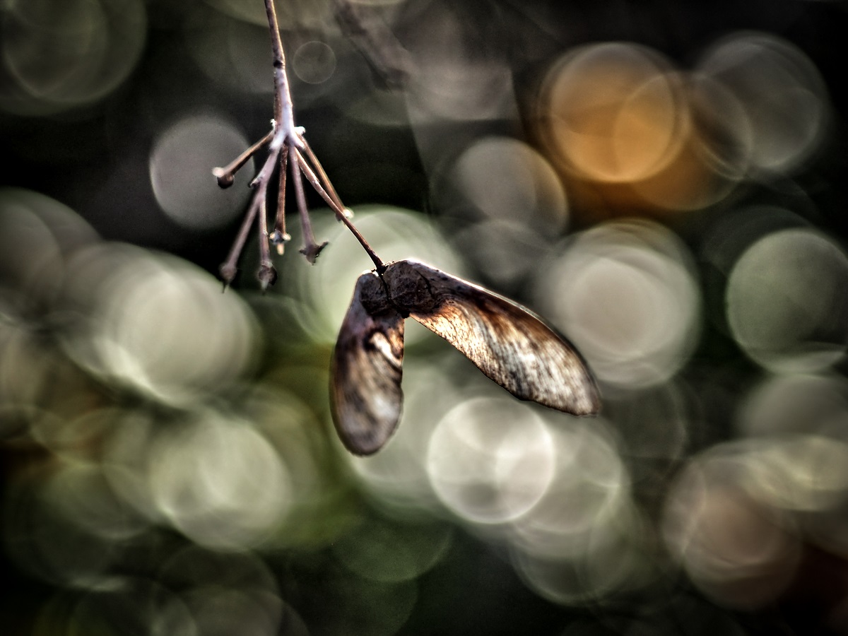 cz tessar 50 2,8 bokeh