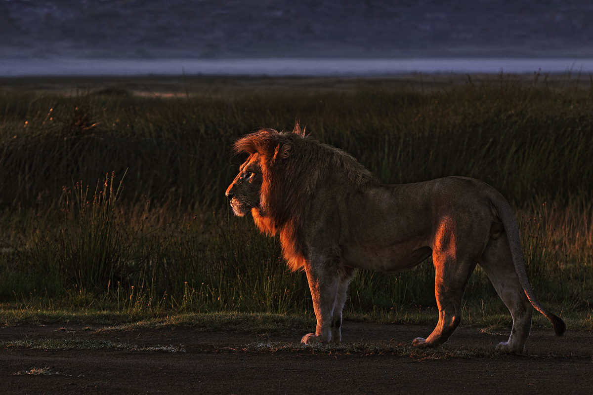 the 'dawn of a new kingdom