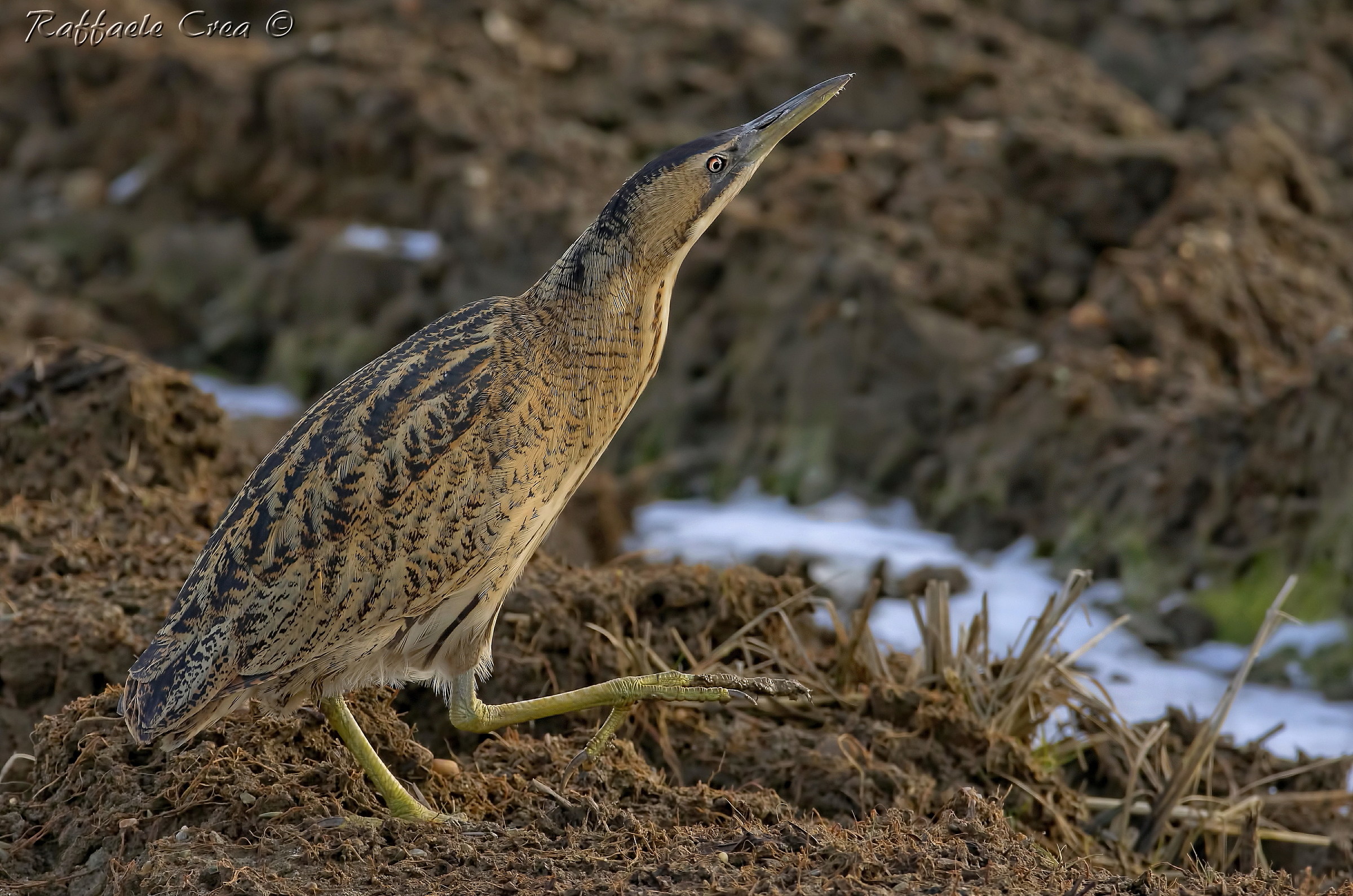 The bittern and the Snow