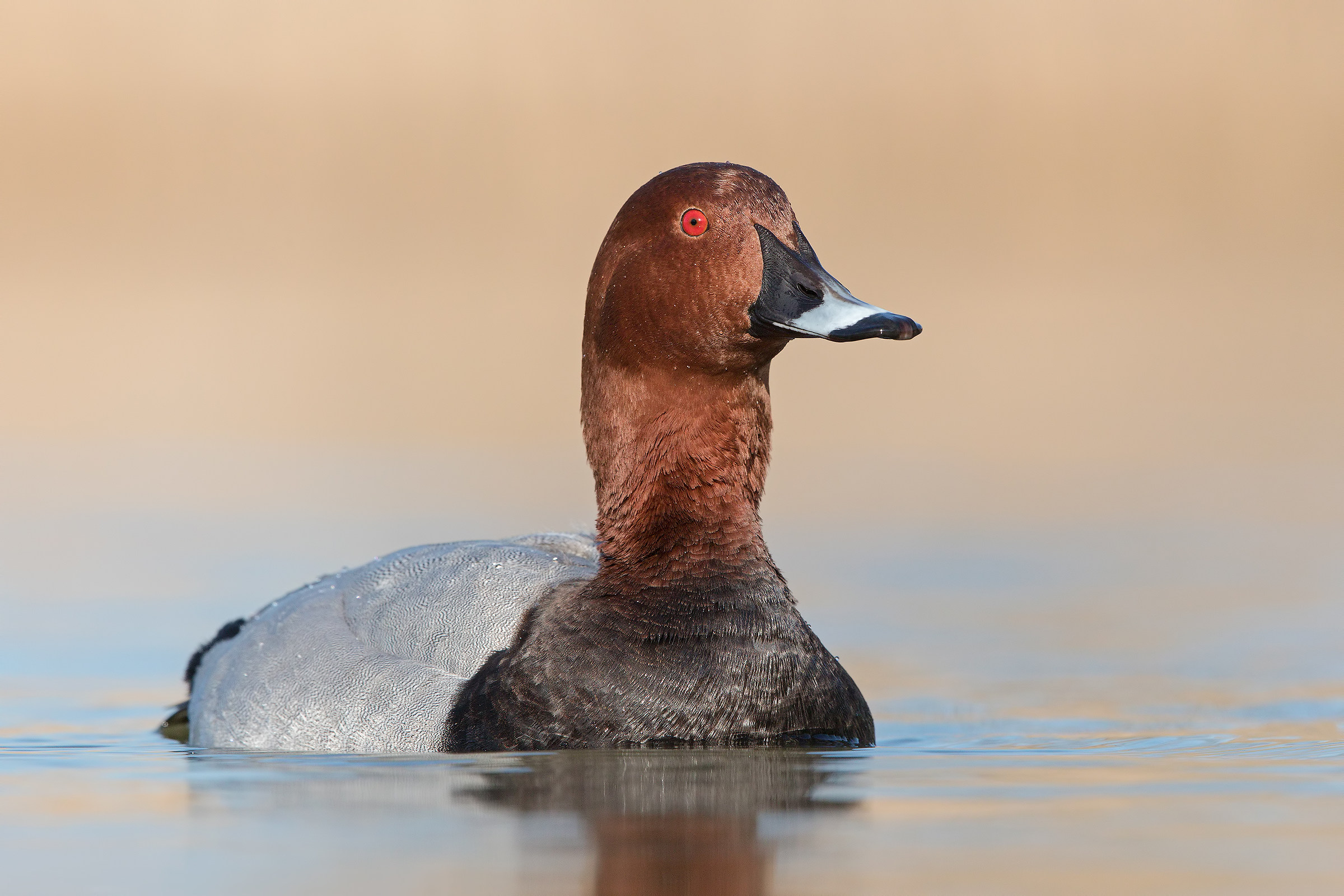 Moriglione in allarme