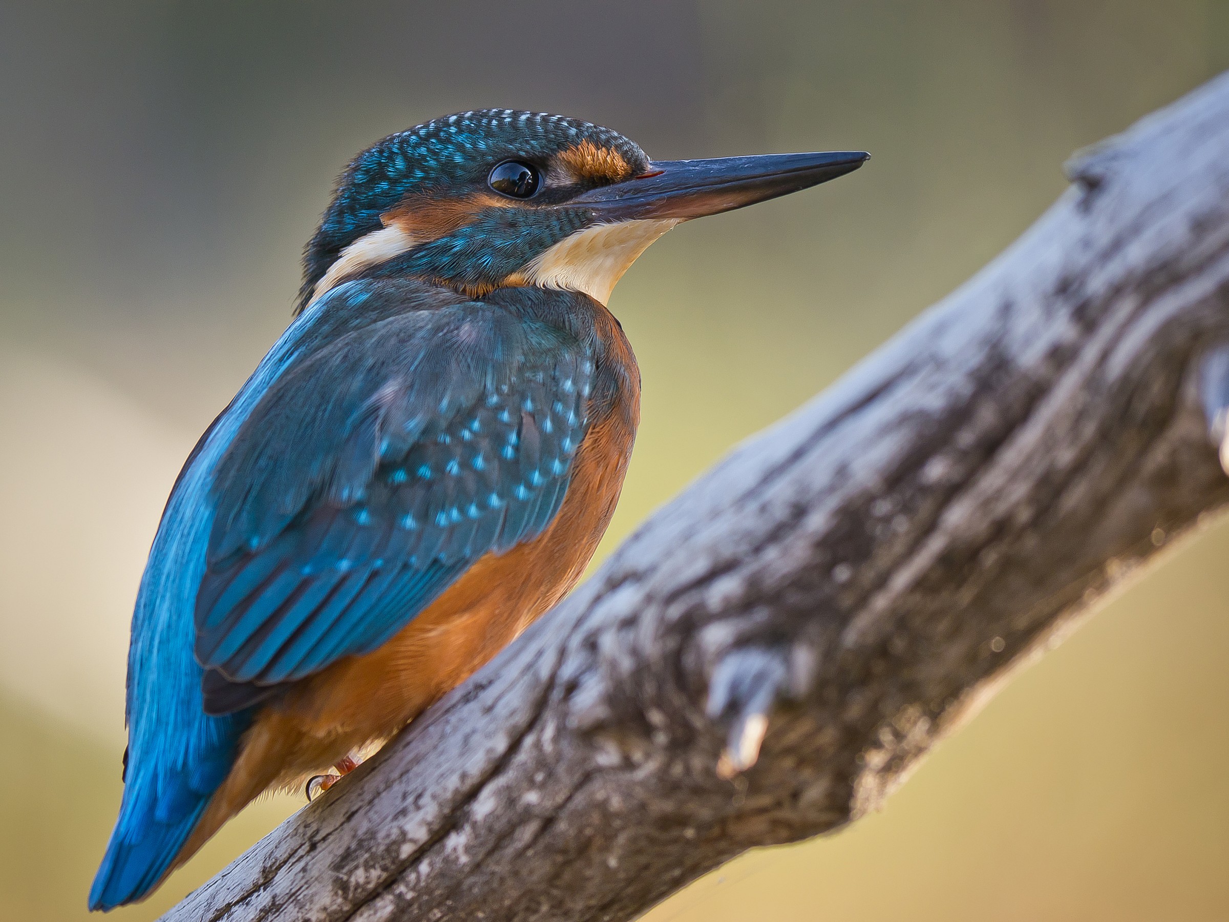 Martin - Almost a macro!