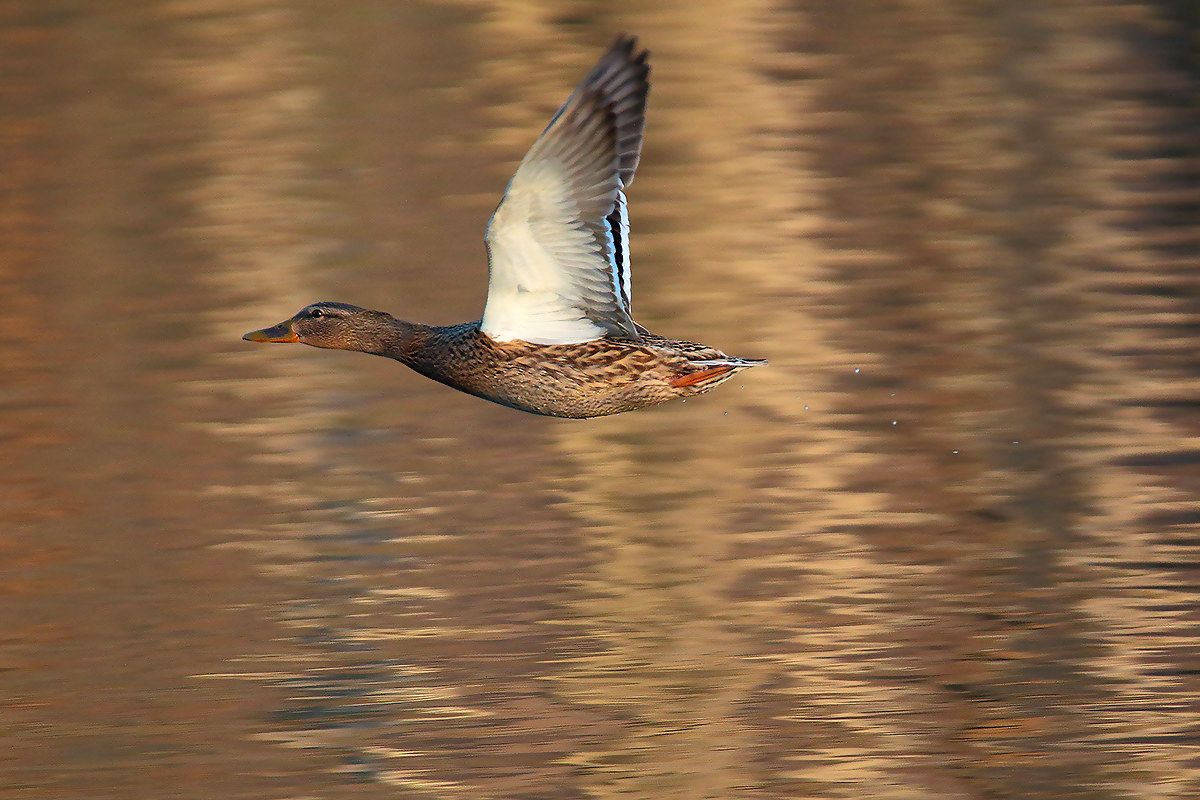 the flight of germana