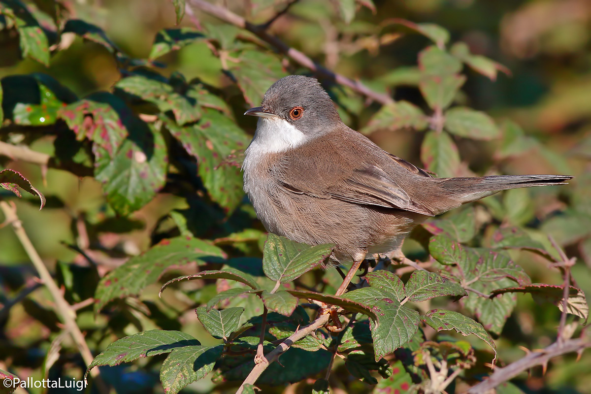 Sardinian warbler (Sylvia melanocephala)