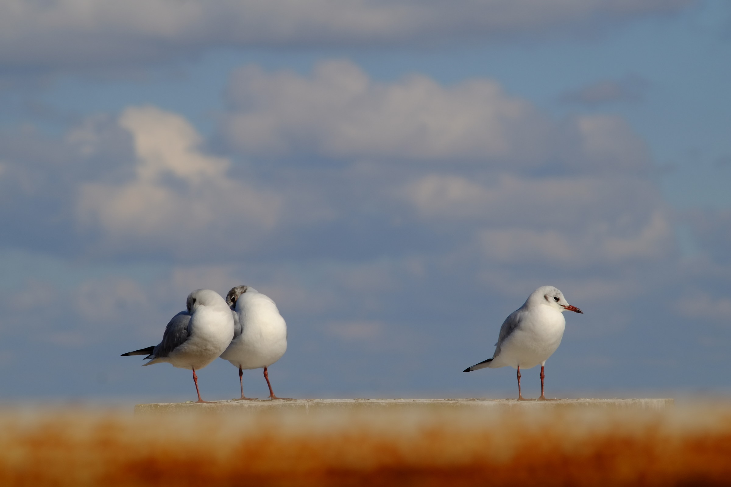 three seagulls and 5 legs