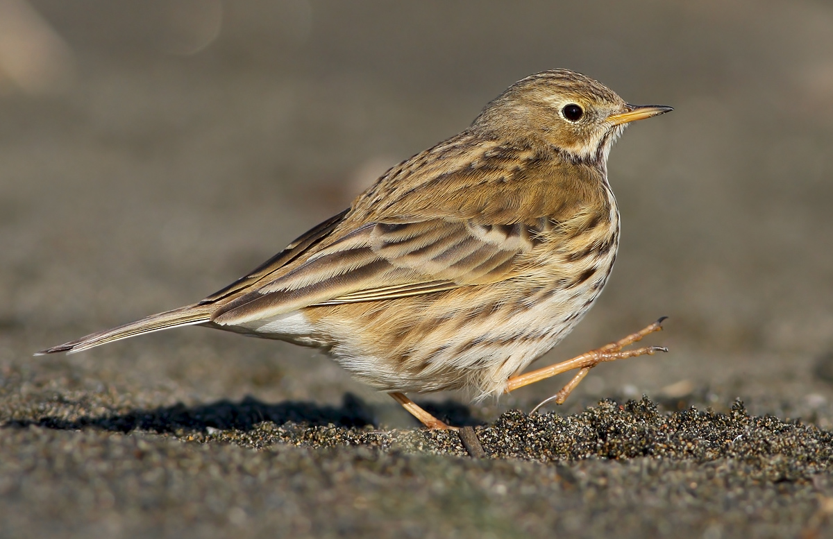 Pipit