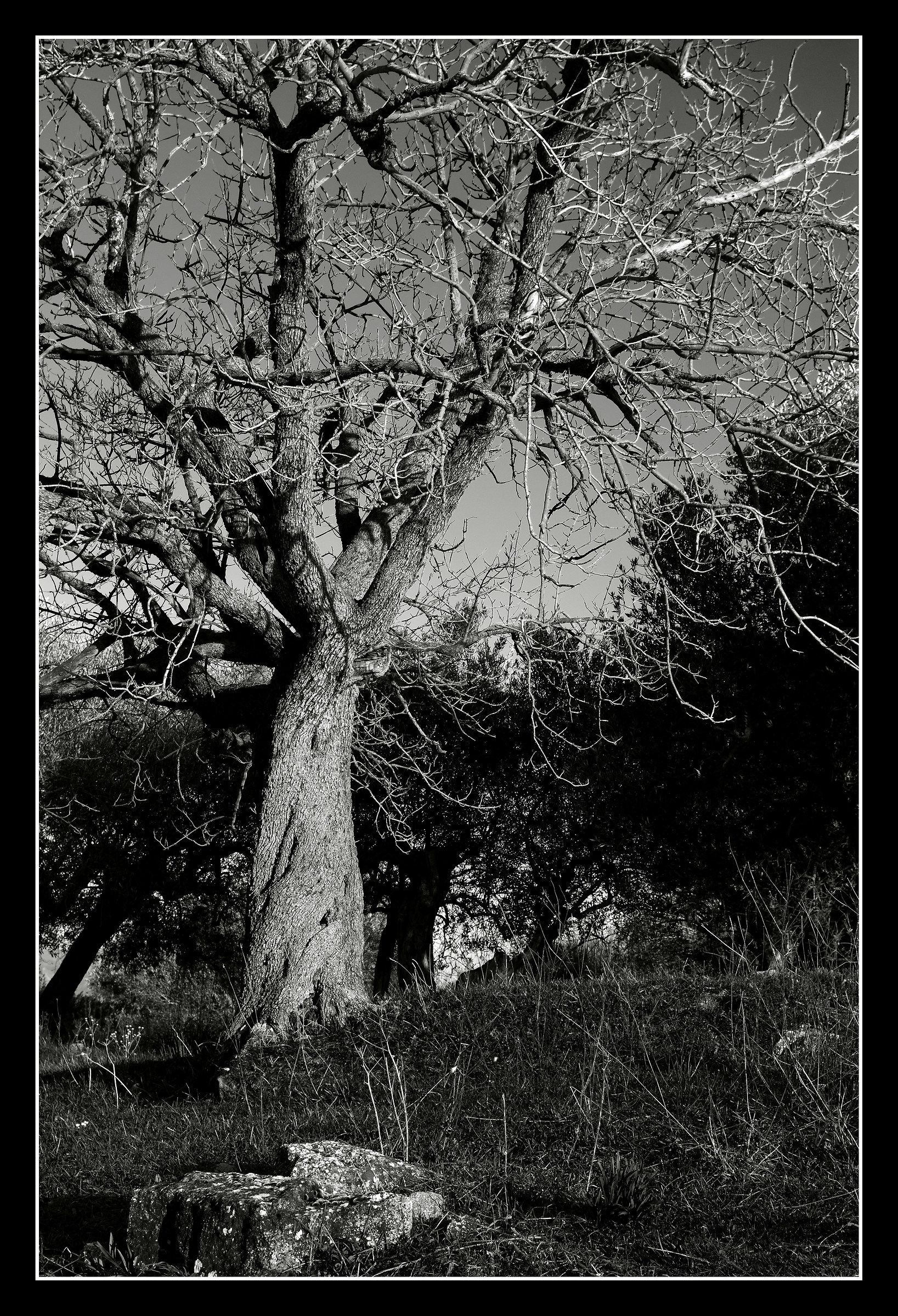 's embrace of the olive trees