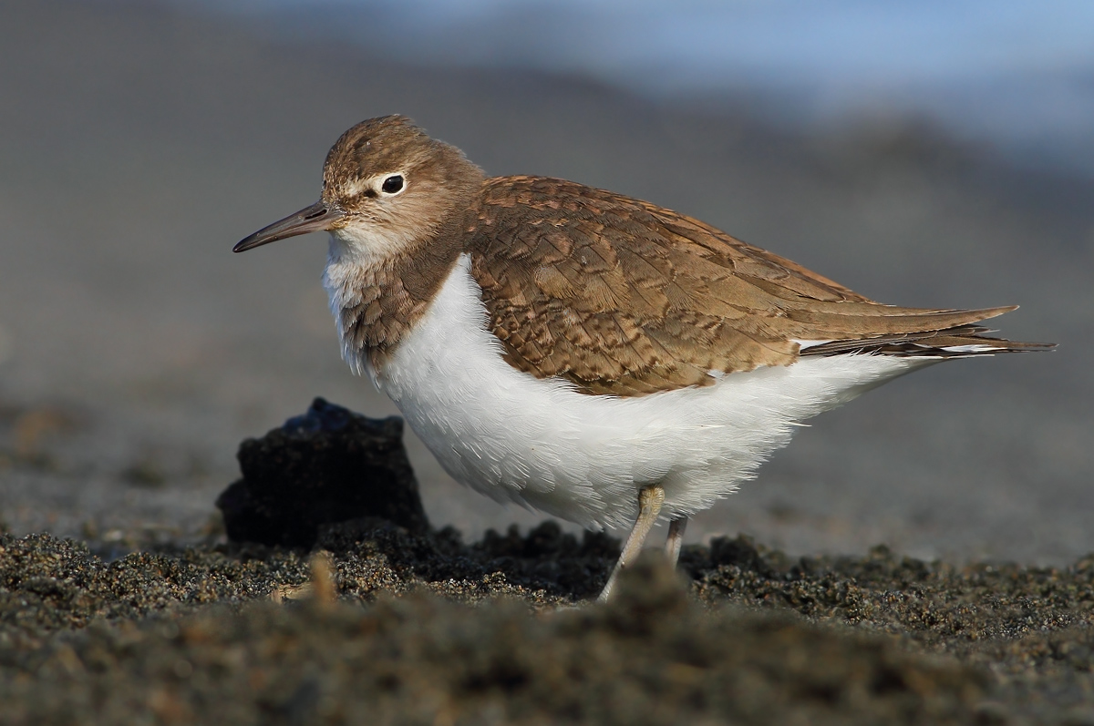 Common Sandpiper