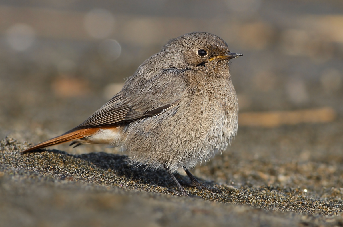 black redstart