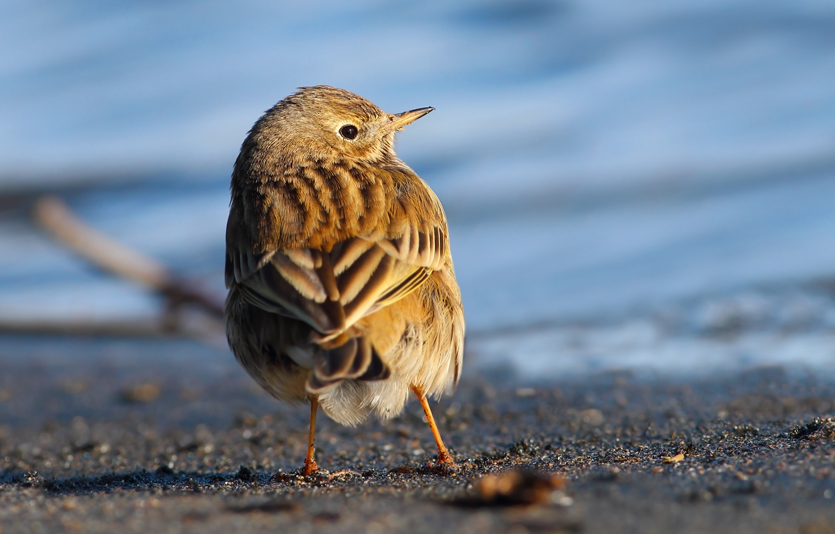 Pipit