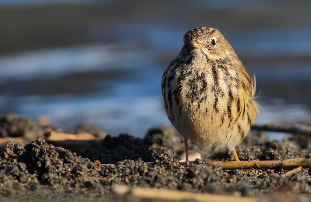Pipit