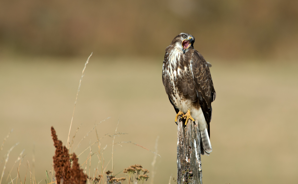 the cry of the buzzard