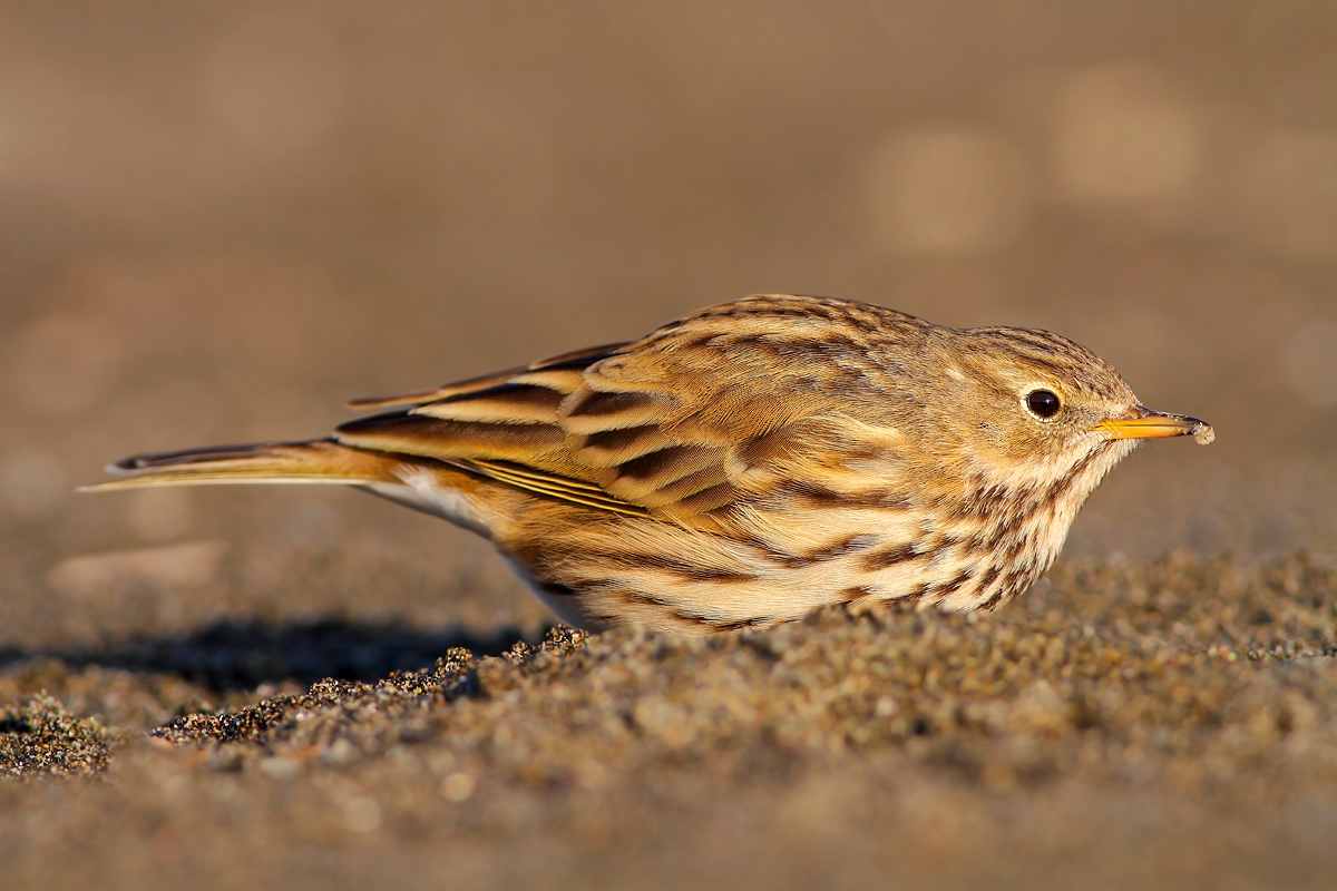 Pipit