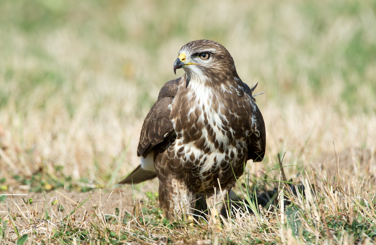 buzzard