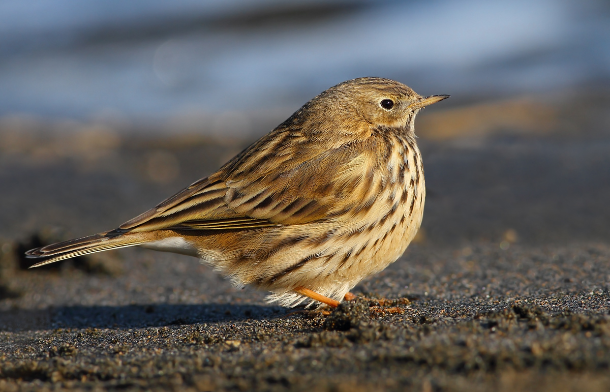 Pipit