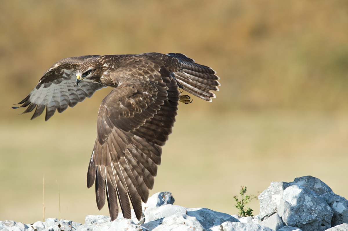 buzzard