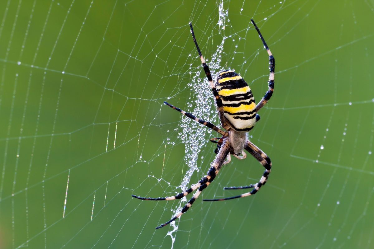 Argiope with dew