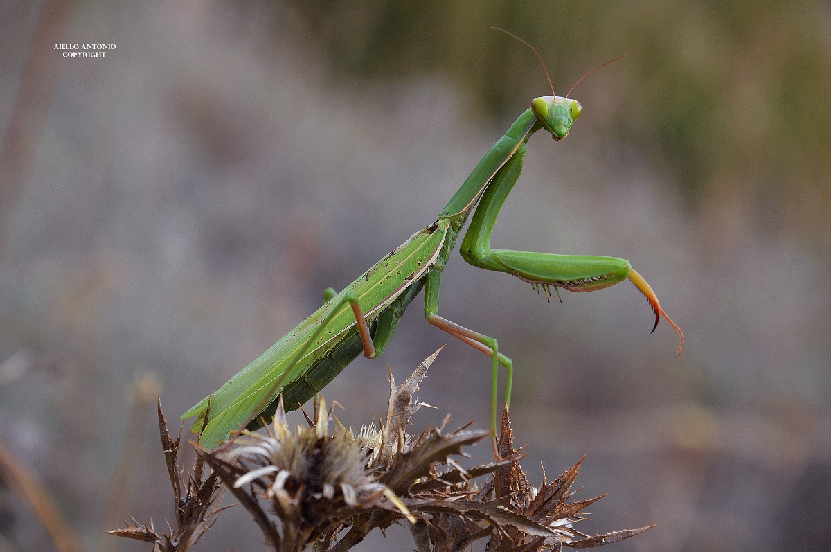 Mantis religiosa (Linnaeus, 1758) - Mantidae