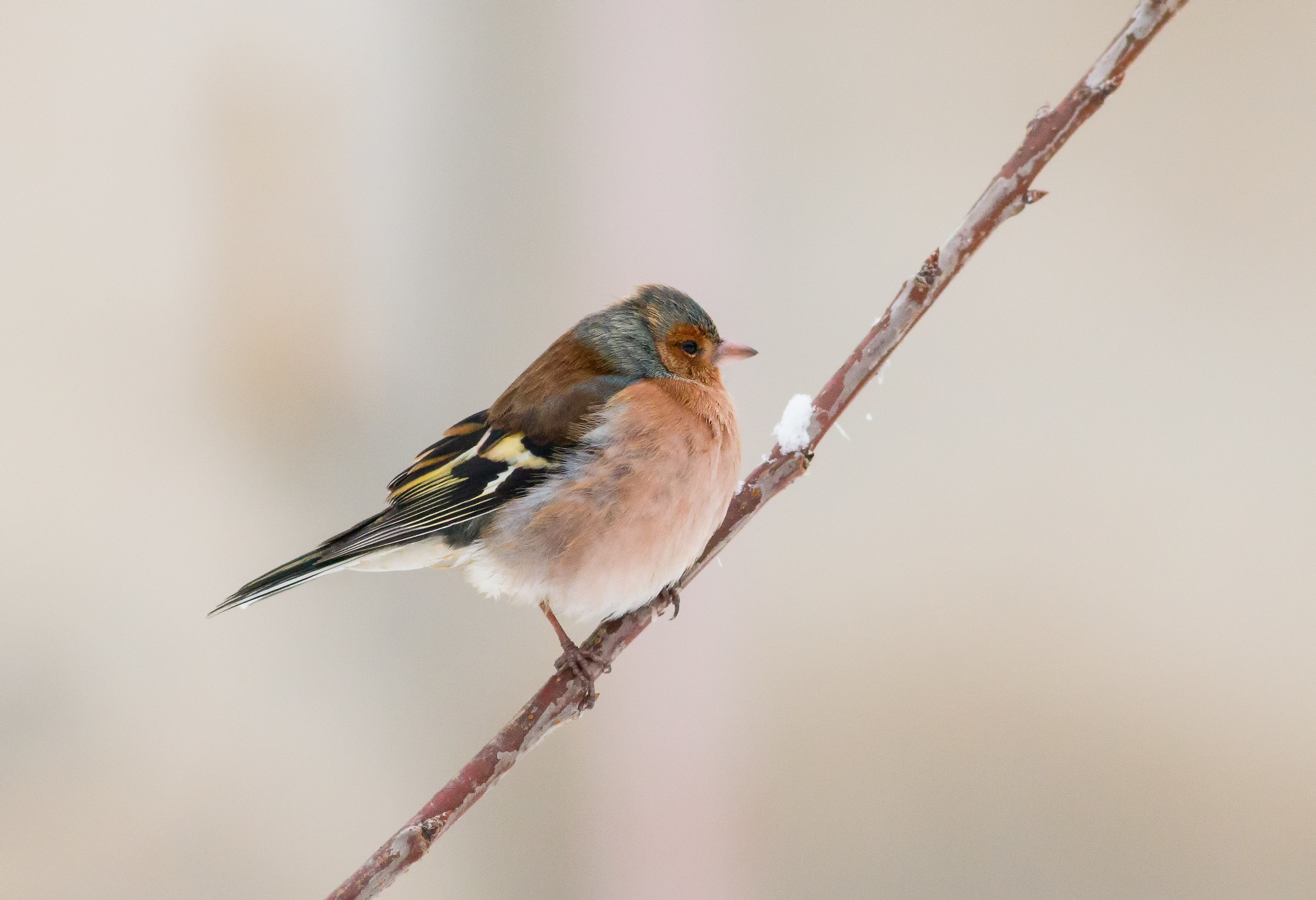 Fringuello maschio al freddo