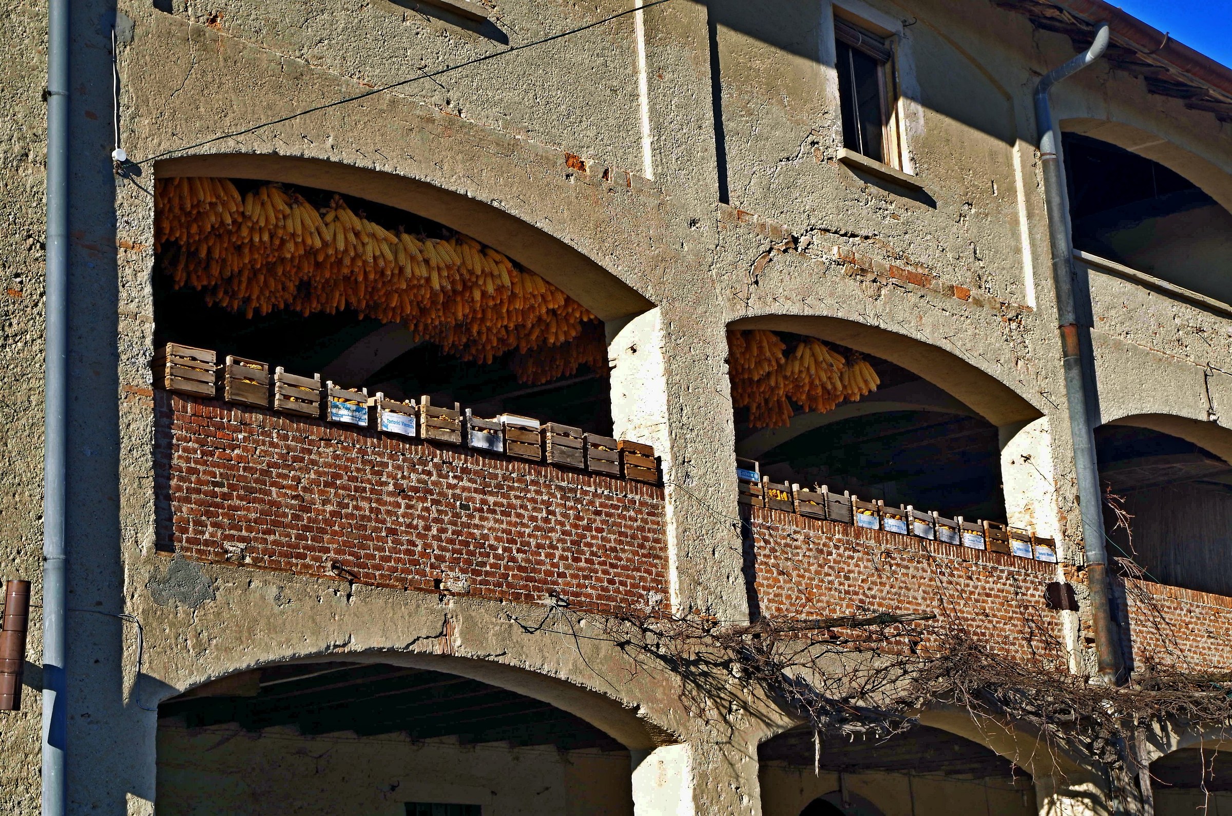 Panicles in Cascina Grass