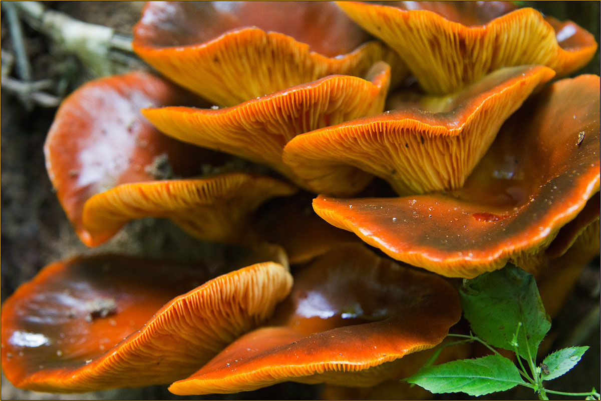 Overwhelming majority