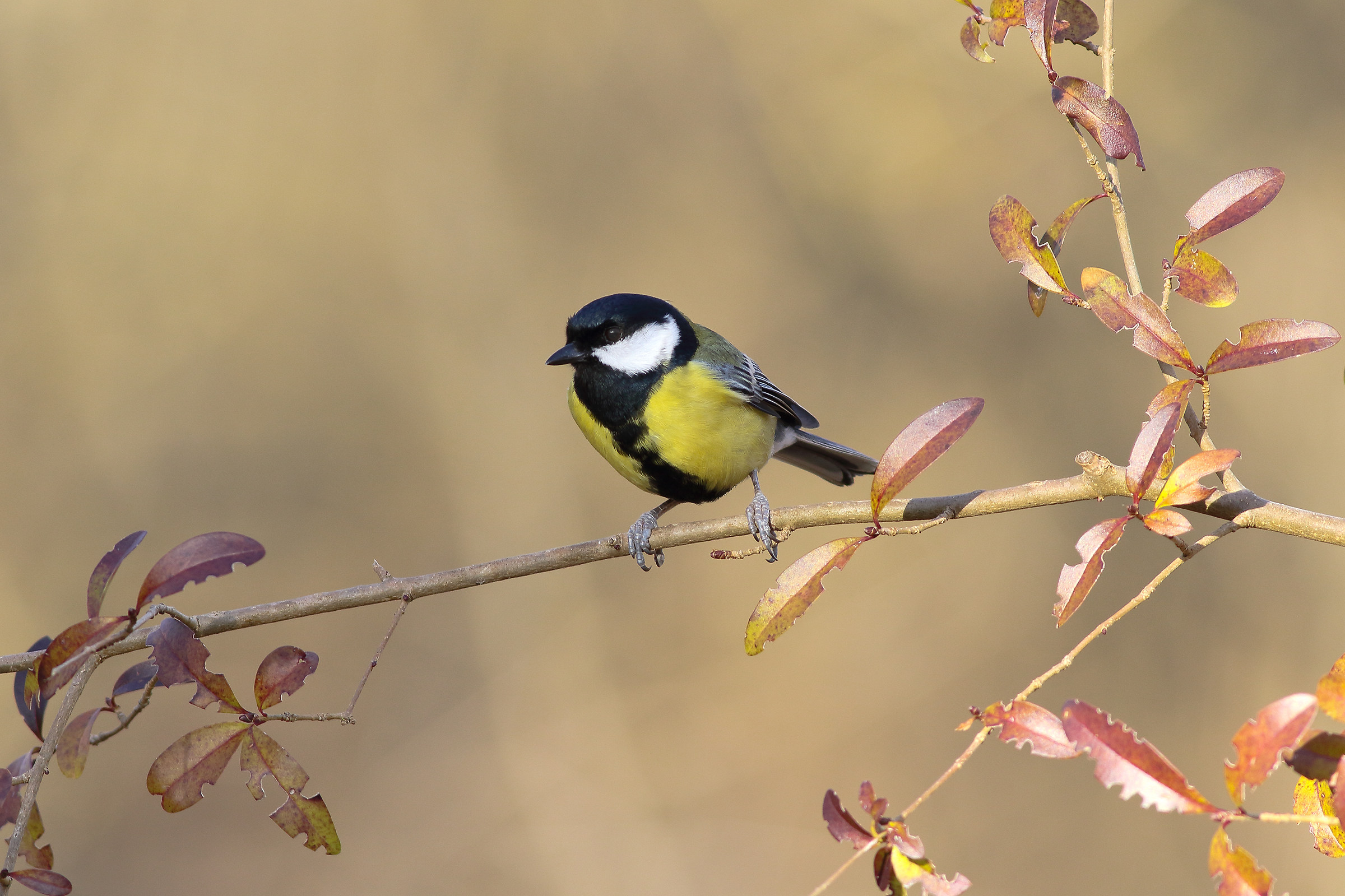 Great Tit