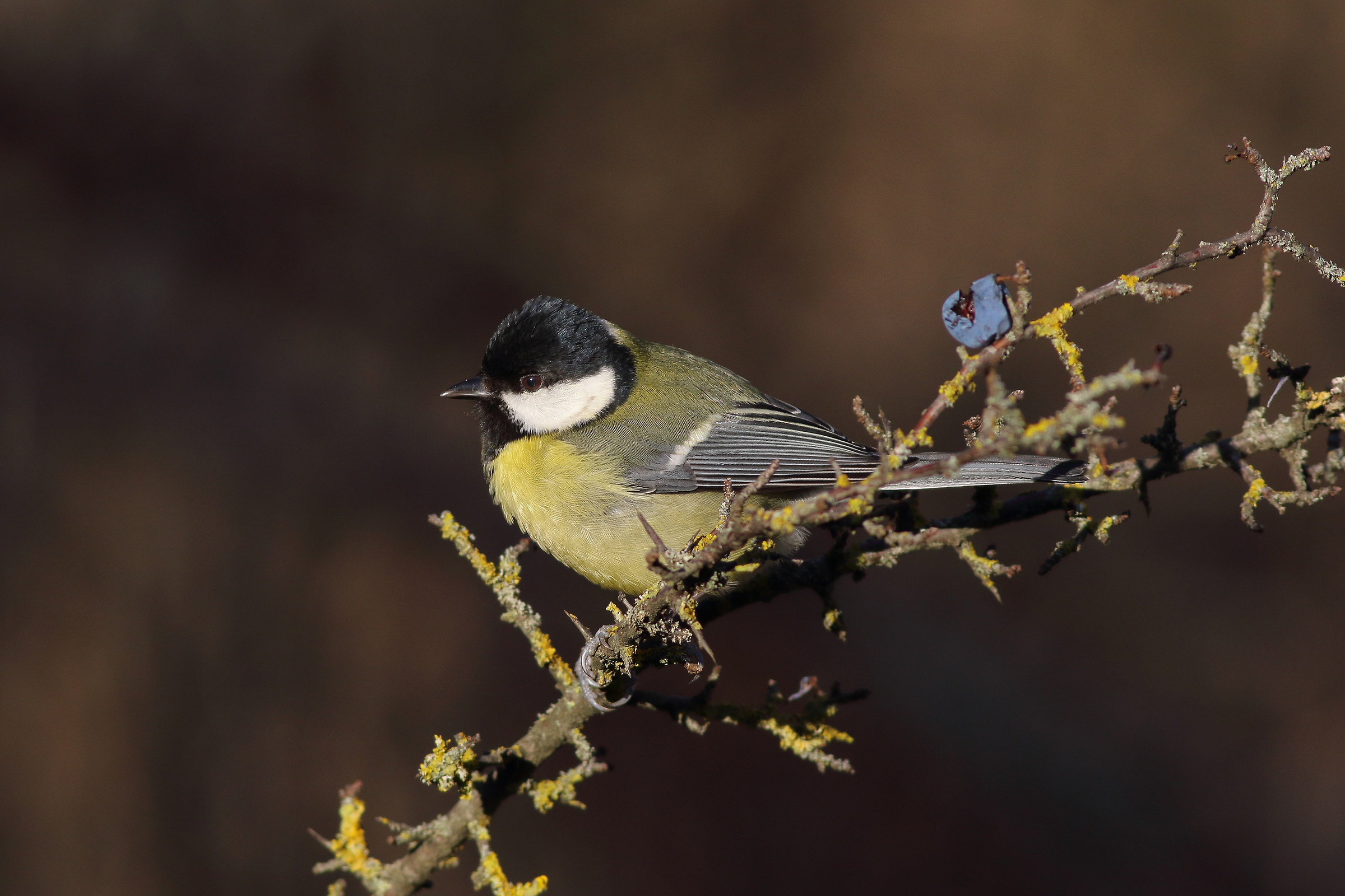 Great Tit