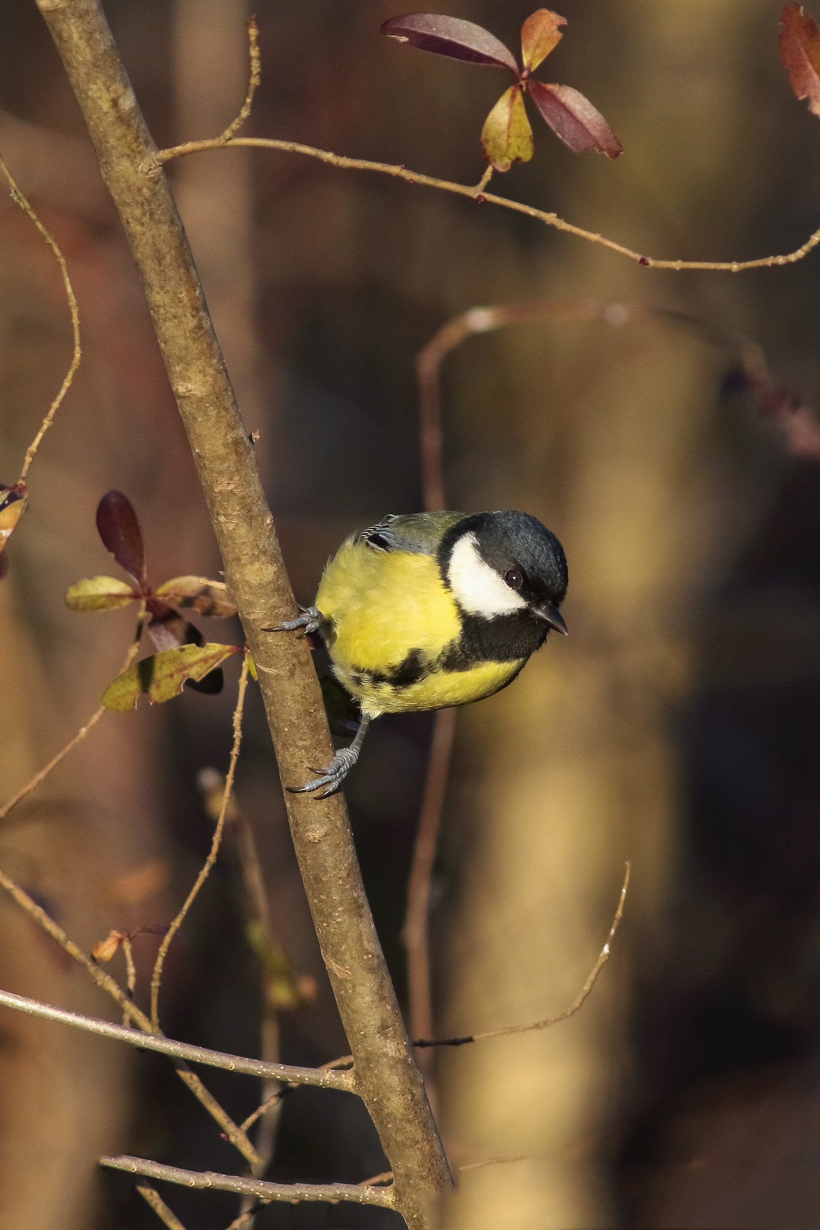 Great Tit