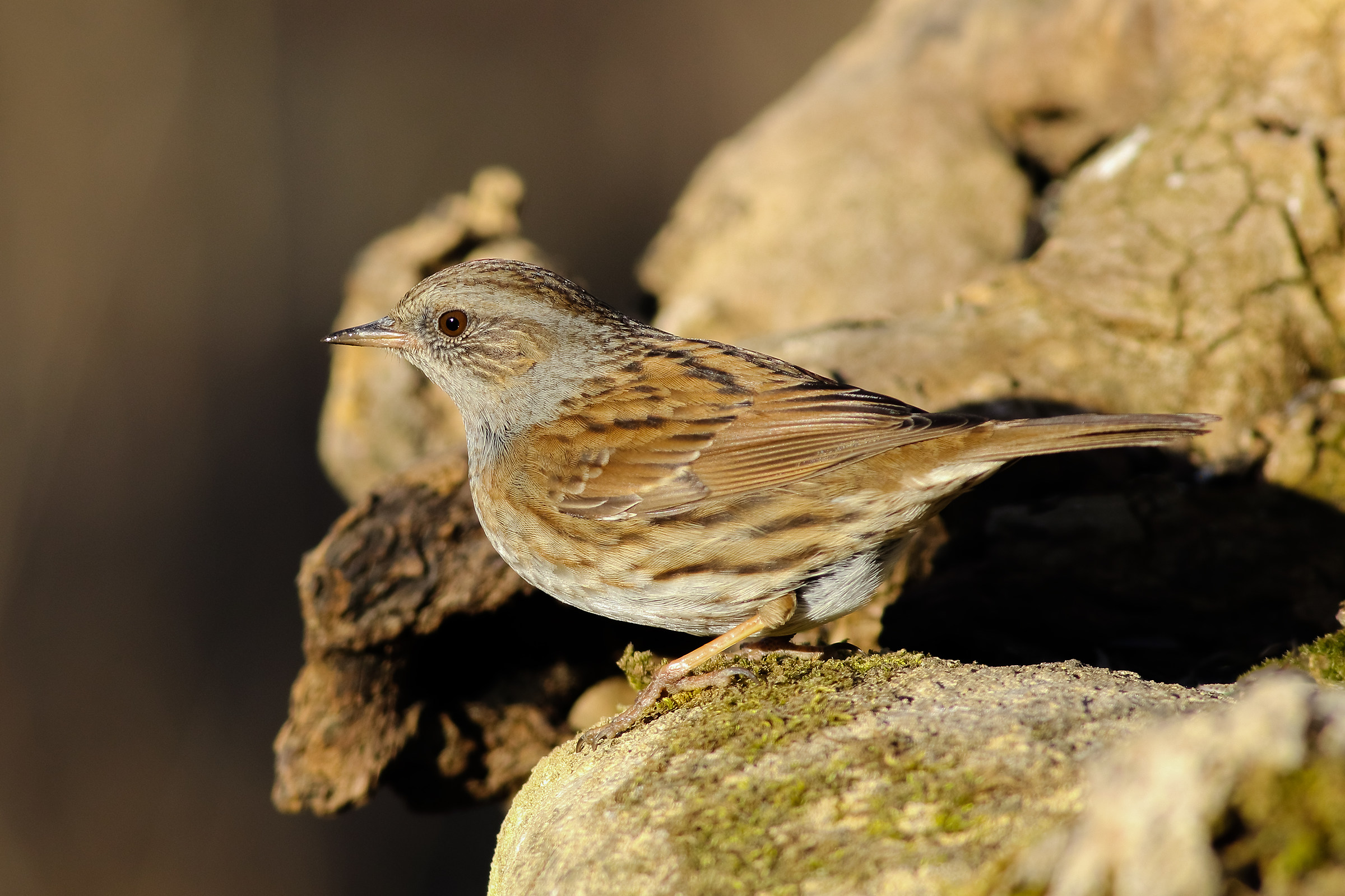 Dunnock
