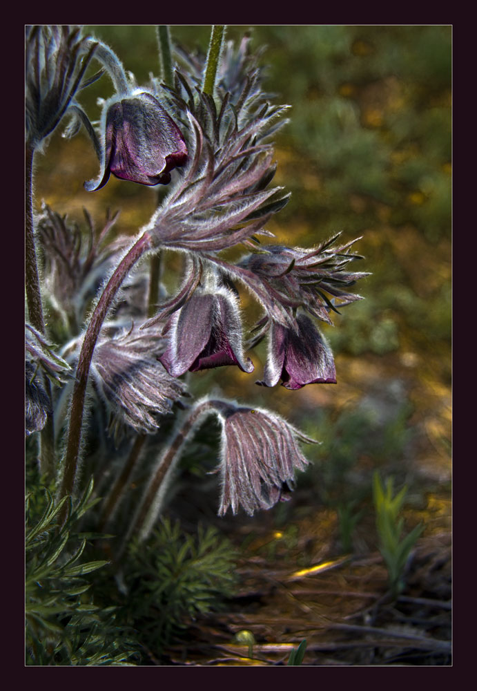 Pulsatilla flavescens (P. hungarica)
