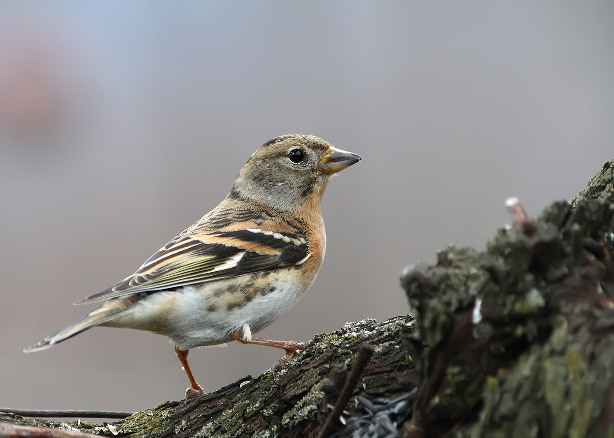 Brambling