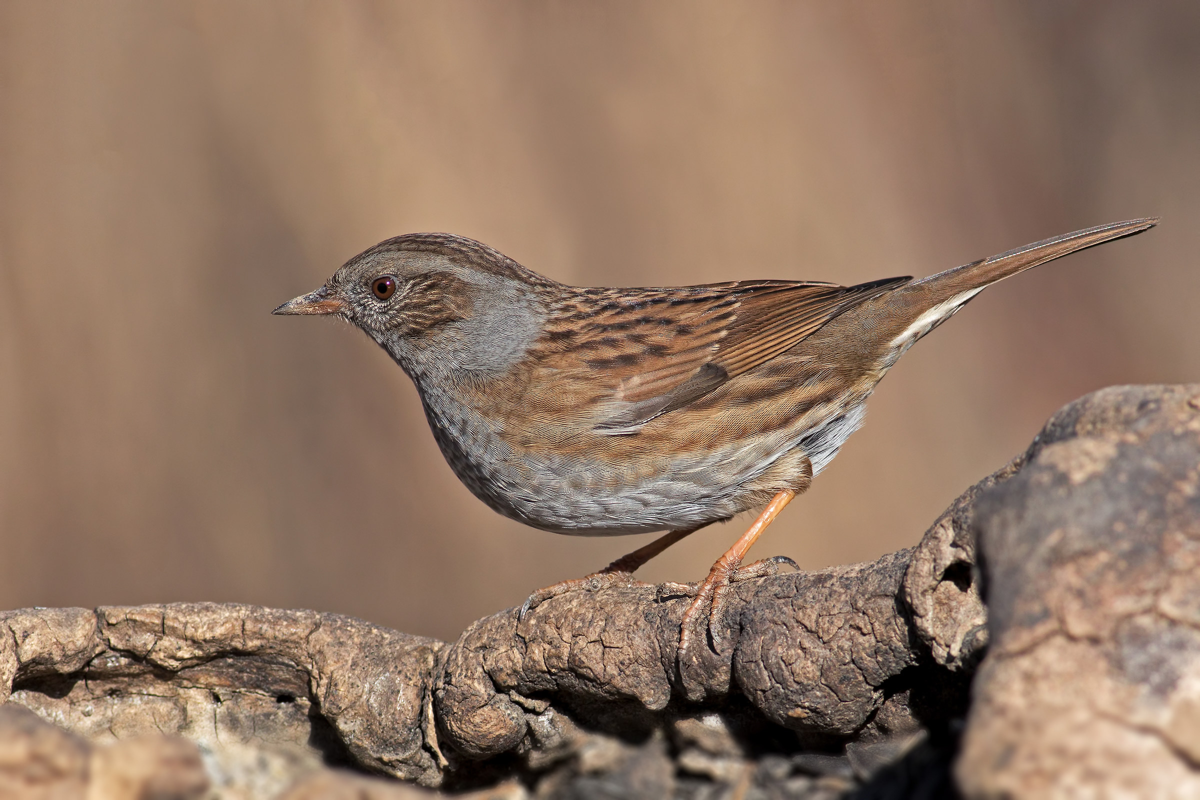 dunnock
