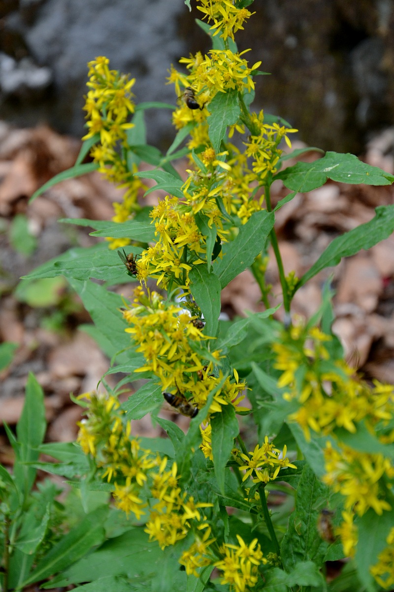 bees in production ...