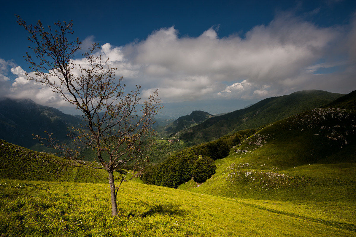 Verde Garfagnana