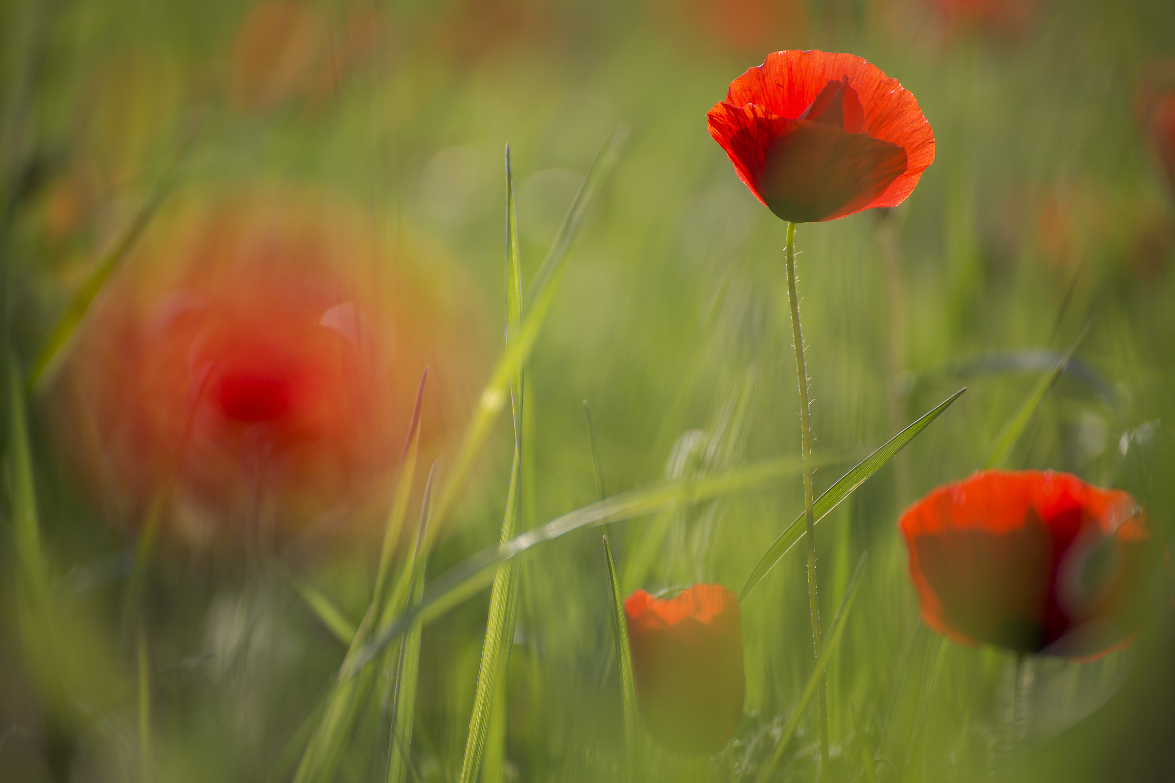 Lo sai che i papaveri....