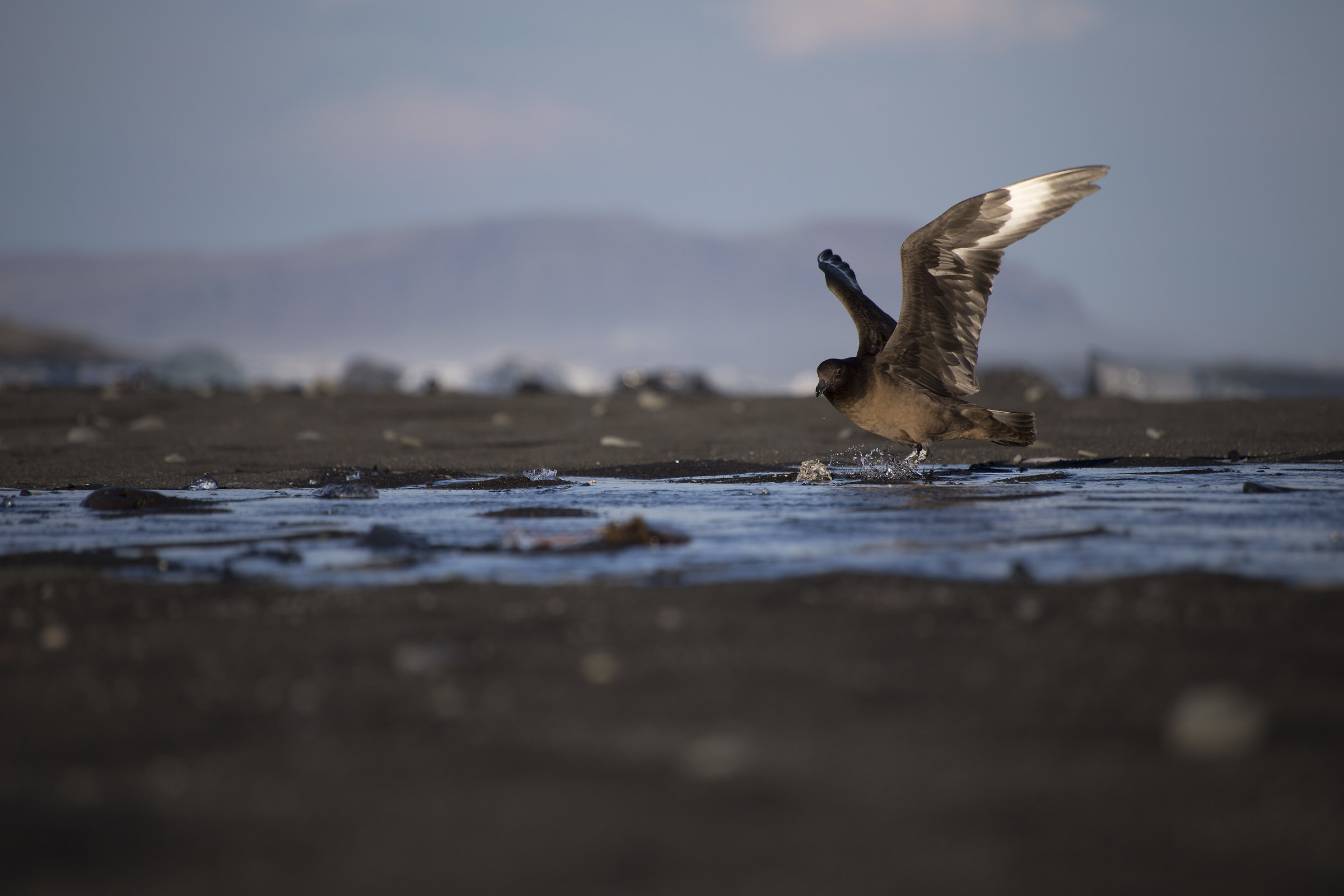 Stercorario islandese