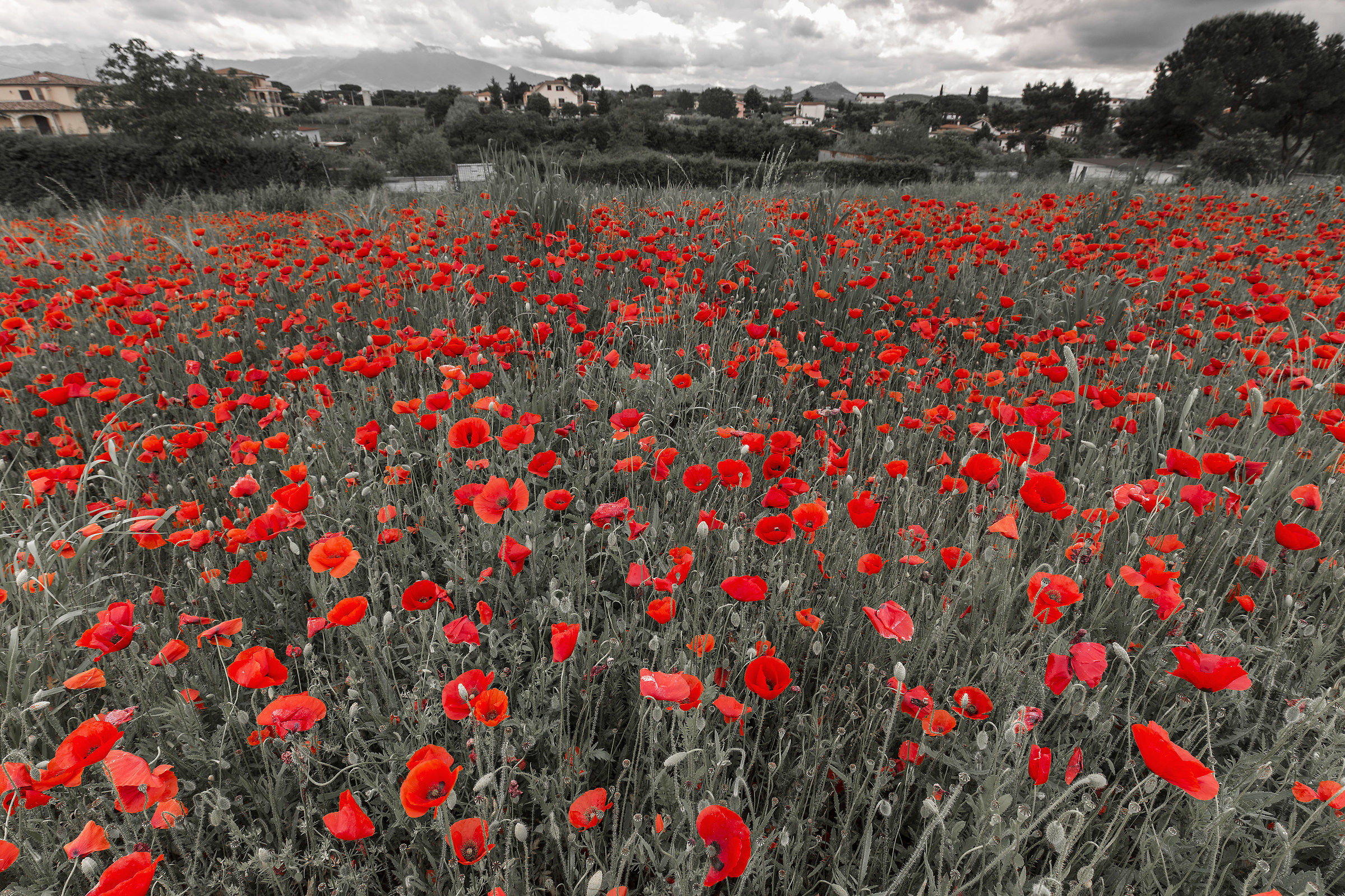 Il prato vestito in rosso