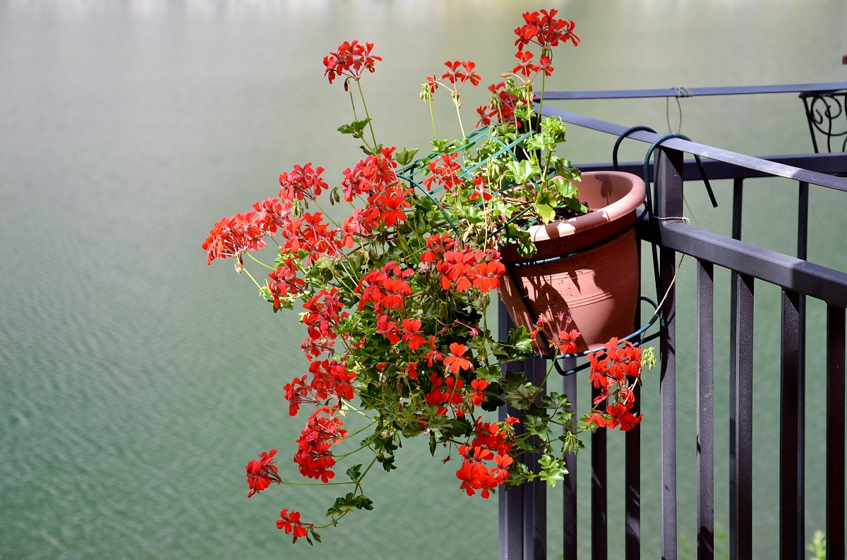 flowers on the railing