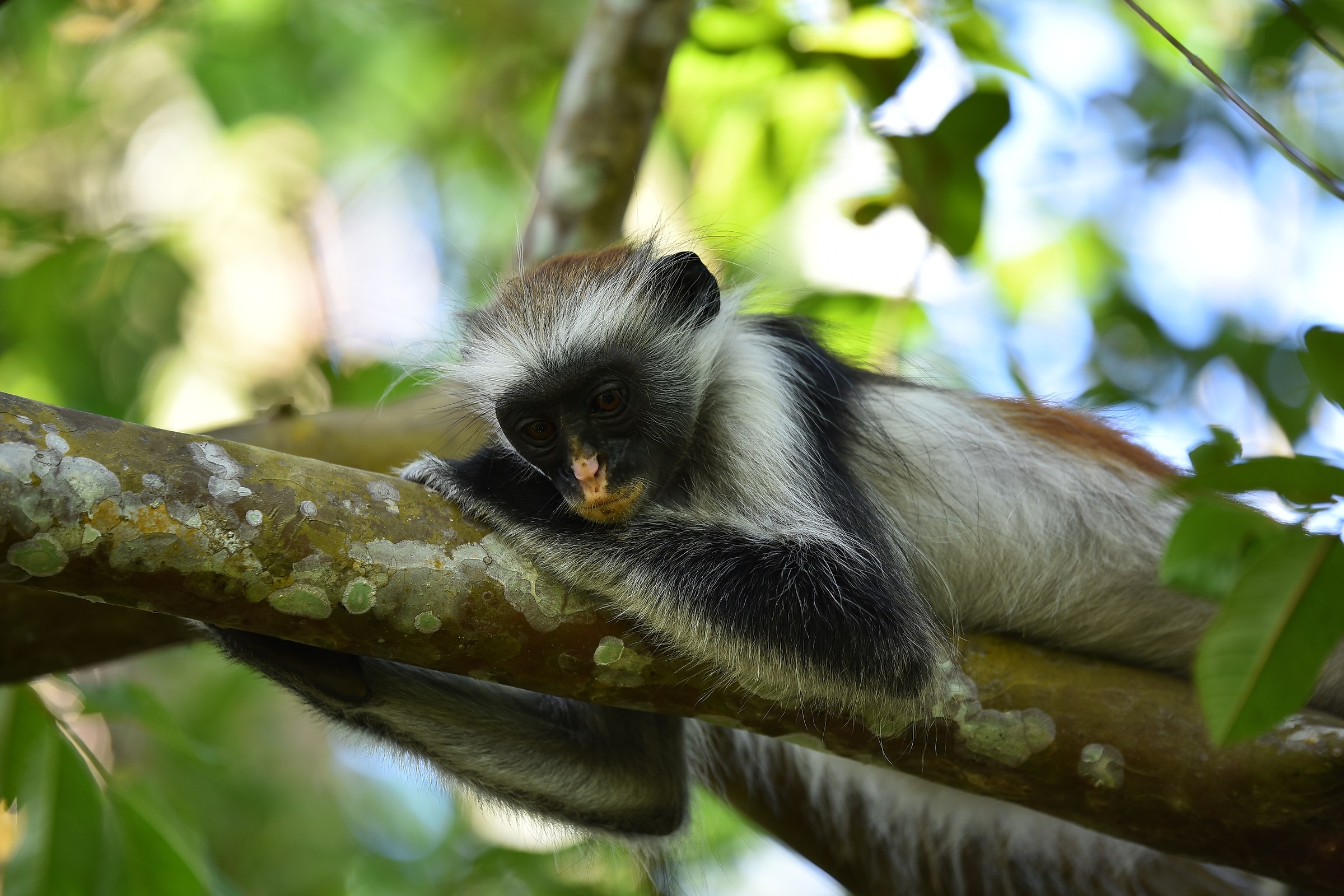 Relaxing on the branch