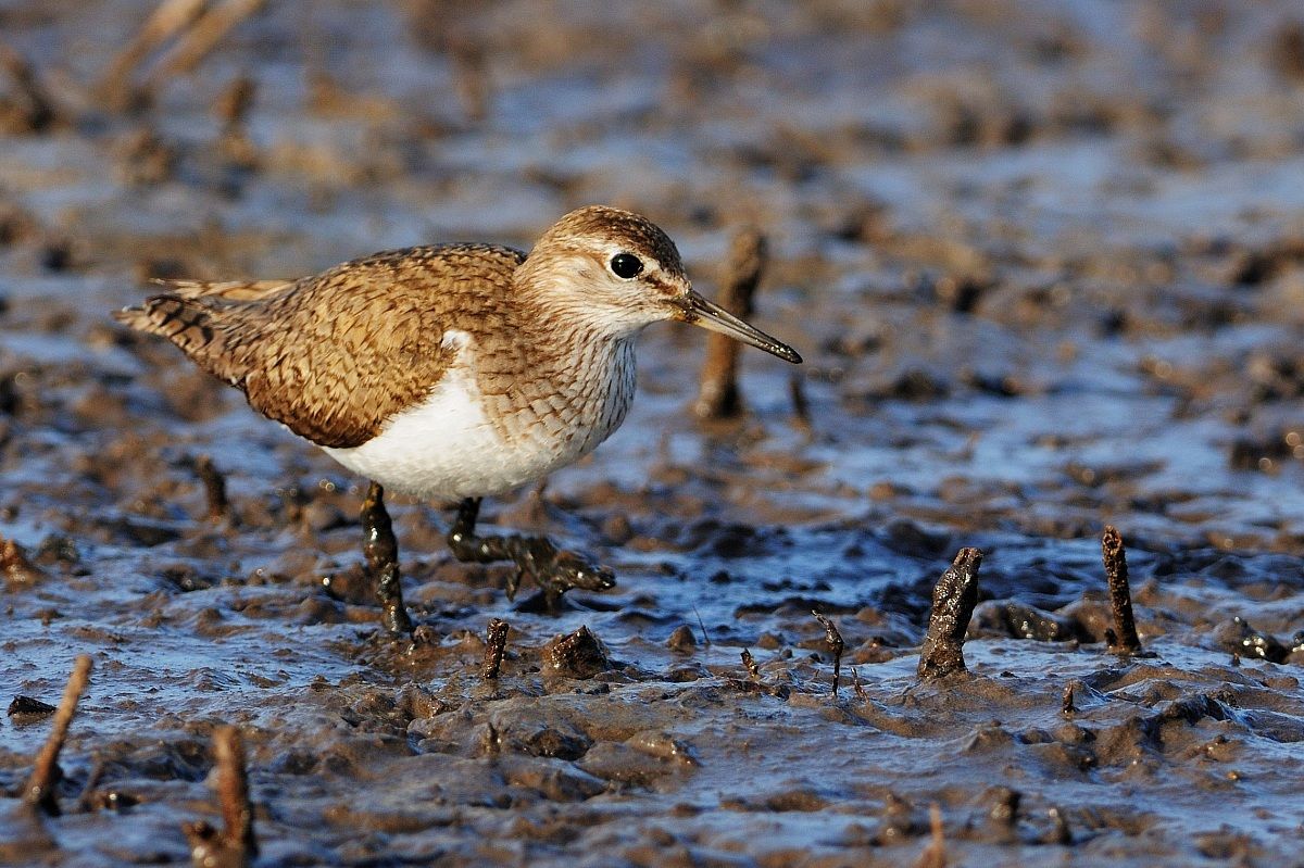 Sandpiper small