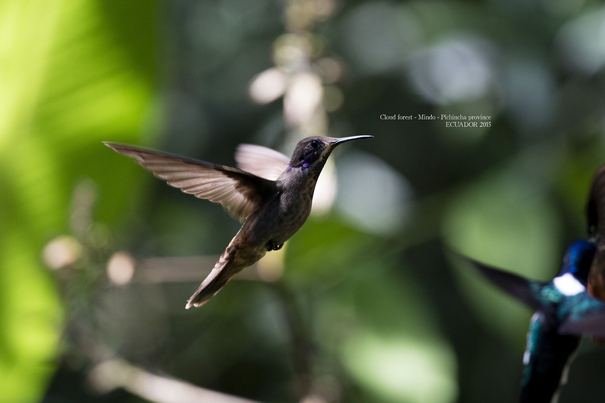 Colibrì