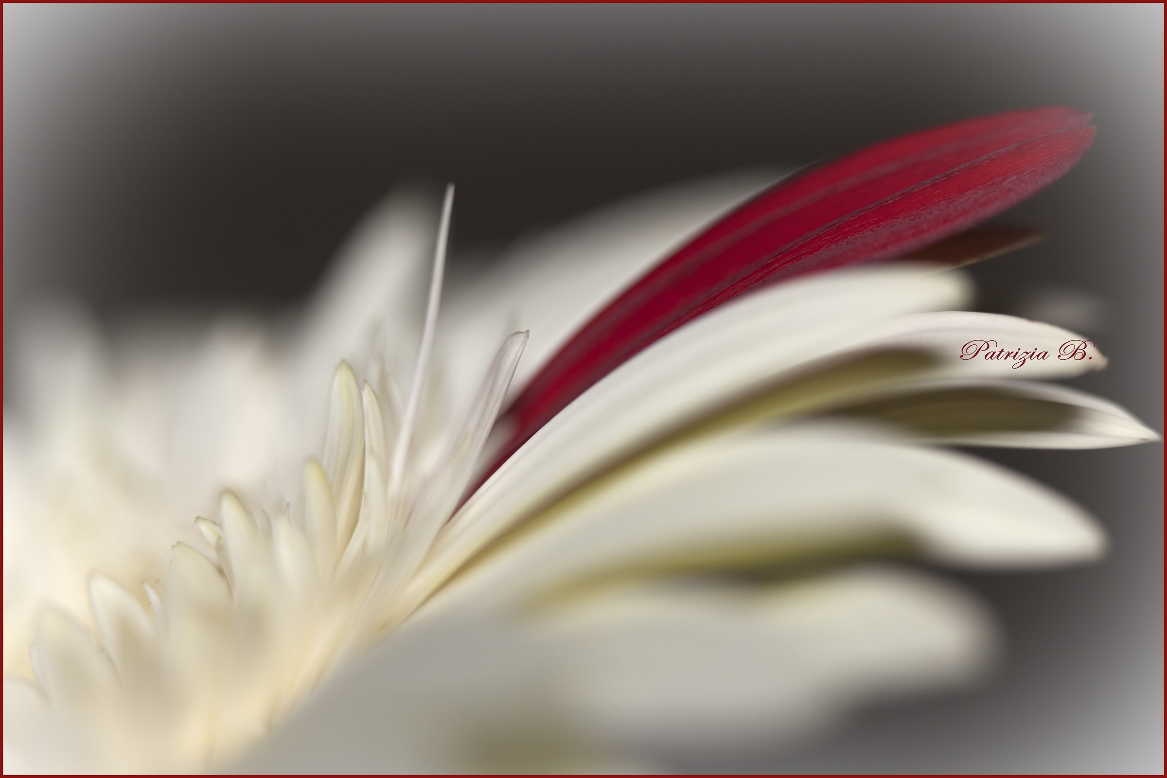 Even flowers can be ... details ...