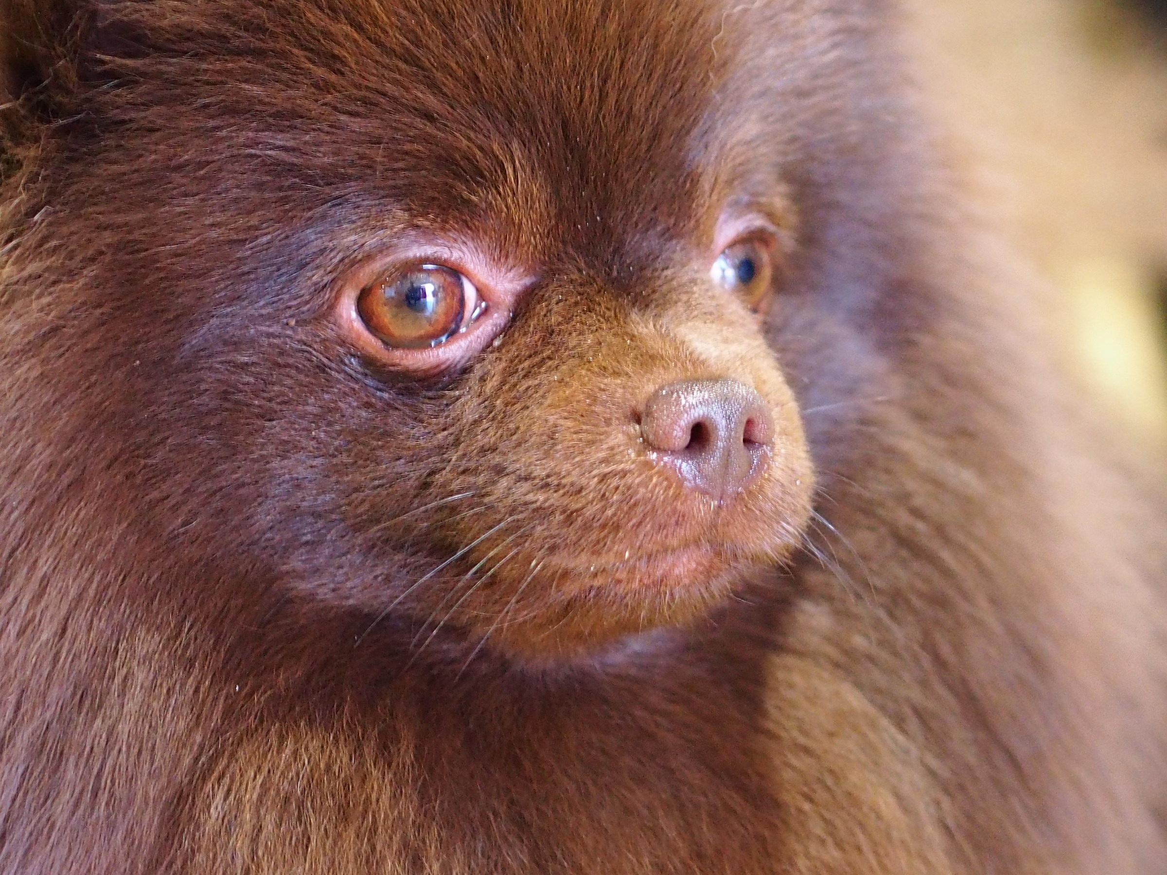 Volpino colorcioccolato