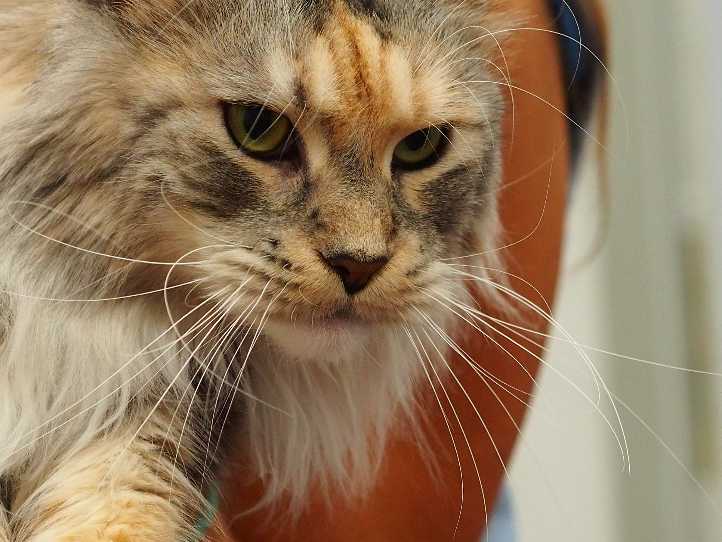 Norwegian forest cat